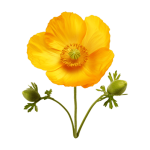 Amapola Californiana 	Sedante
