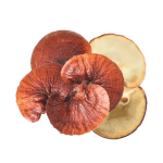 Reishi 	Neuroregenerativo