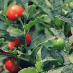 Ashwagandha 	Anti-estrés