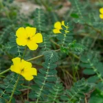 Tribulus 	Lubricante