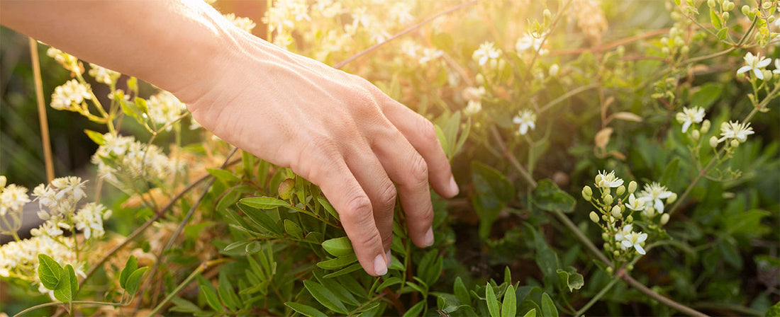 Glosario Menopausico | DOMMA