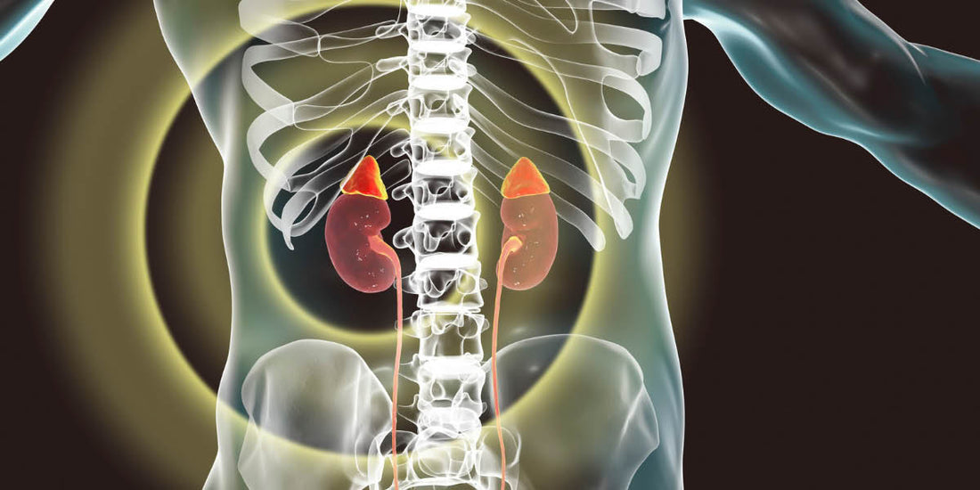 sistema-endocrino-menopausia