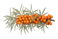 Espino amarillo (Hippophae rhamnoides) 