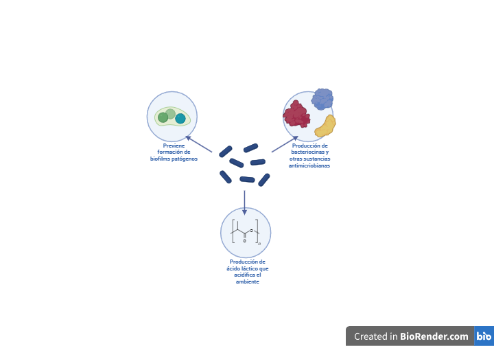 Imagen_FisiologiaVaginal_Microbiota